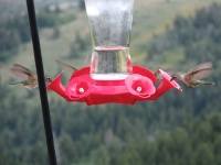 2011/08(Aug)/Hummingbirds/2011-08-Hummingbirds  1.jpg.jpg